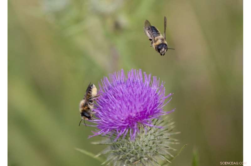 Urban Gardens: Rare Plants Attract Rare Bees and Birds