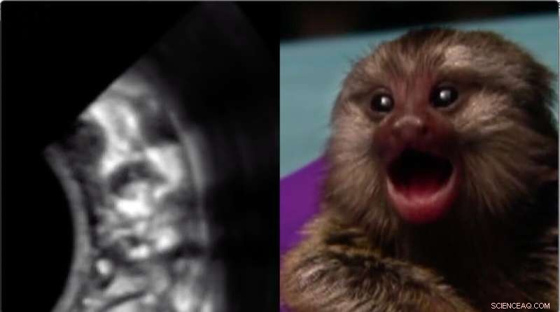 New Study Reveals Marmoset Fetuses Practice Mother-Calling Behaviors Before Birth