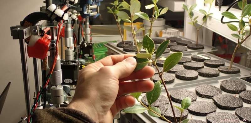 A Year of Leaf-Water Experiments: Key Findings on Accurate Plant Hydration