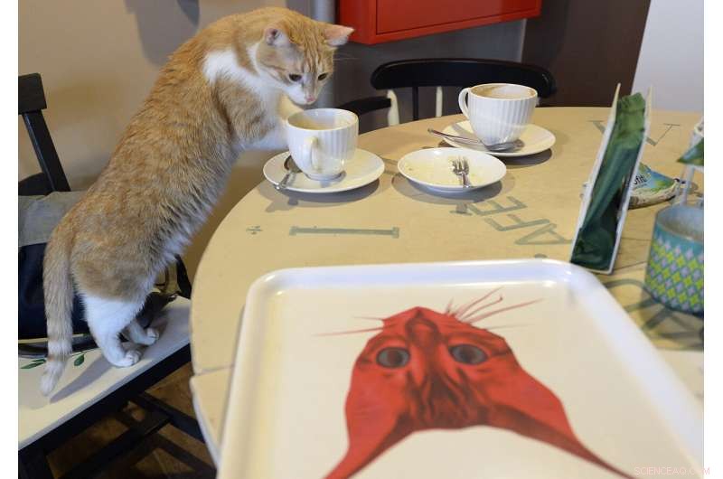 Polish Research Institute Declares Domestic Cats an Invasive Species, Threatening Local Wildlife