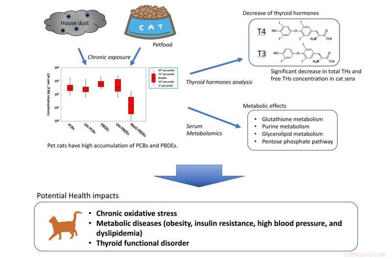Environmental Contaminants and Their Impact on Pet Cat Health: A Scientific Review