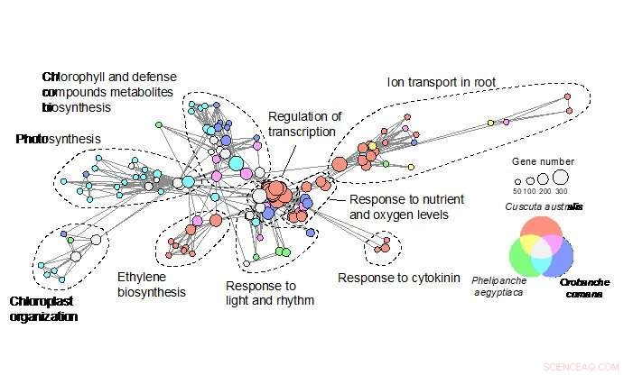 New Study Uncovers Evolutionary Pathways of Parasitic Plants