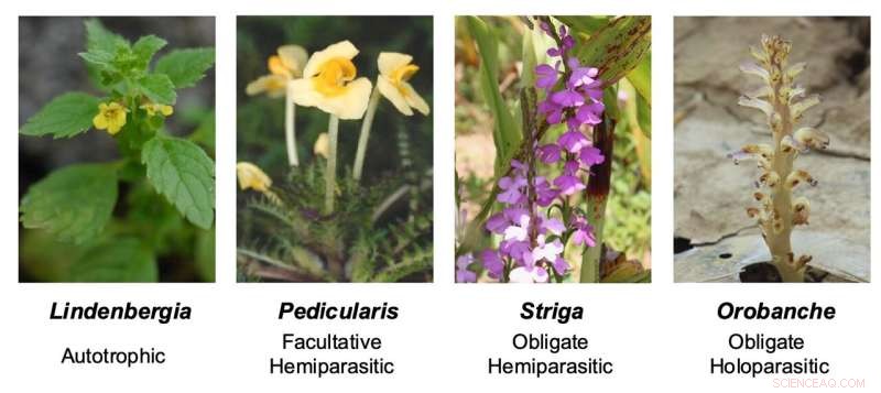 New Study Uncovers Evolutionary Pathways of Parasitic Plants