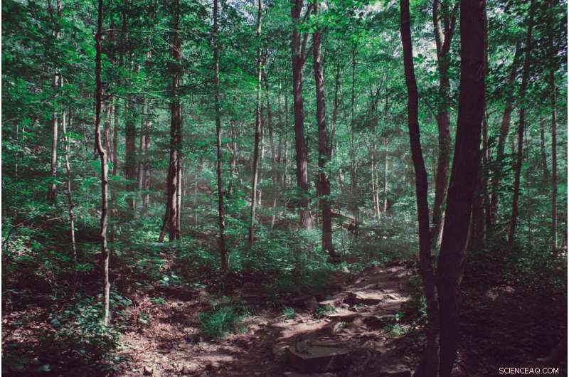 Infrared Heater Arrays Enable Realistic, Ecosystem-Scale Simulation of Forest Soil Warming