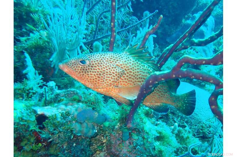 30-Year Conservation Drives Red Hind Recovery in U.S. Virgin Islands, Study Shows
