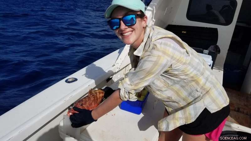 30-Year Conservation Drives Red Hind Recovery in U.S. Virgin Islands, Study Shows