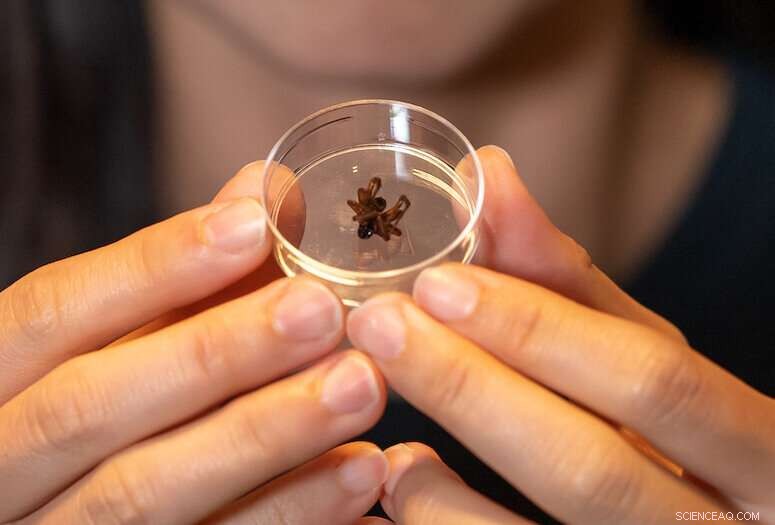 Dead Spiders Become Air-Powered Grippers in Nature-Inspired Engineering