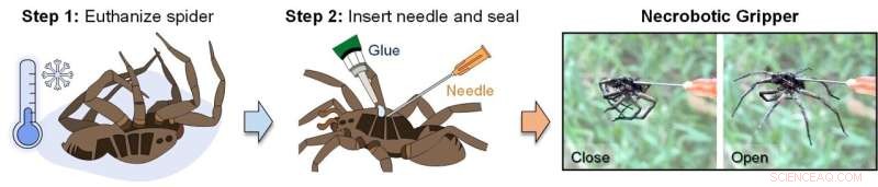 Dead Spiders Become Air-Powered Grippers in Nature-Inspired Engineering