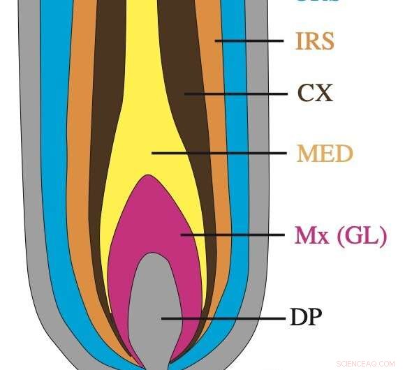Scientists Discover Key Chemical That Regulates Hair Follicle Cell Growth and Death