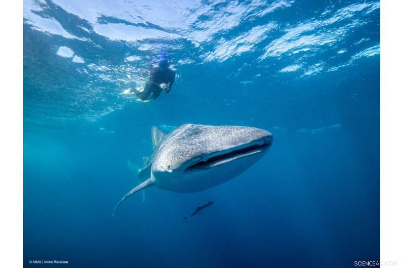 Whale Sharks Confirmed as the Largest Omnivorous Fish on Earth