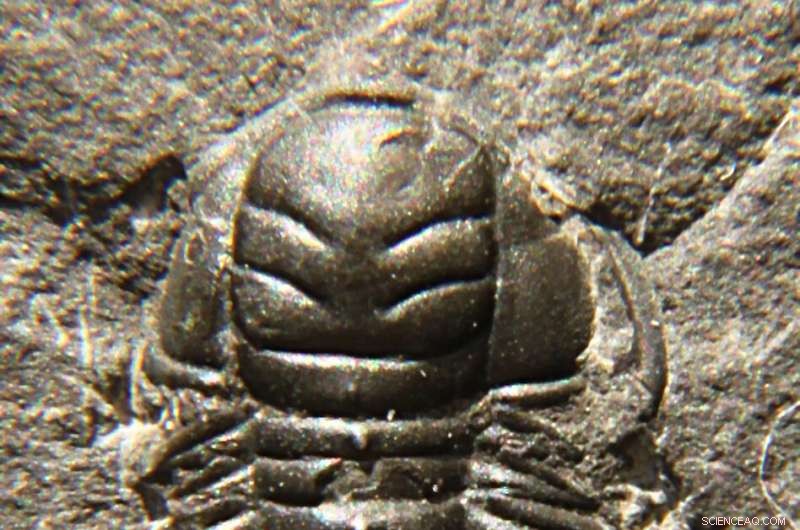 New Study Suggests Trilobite Growth Mirrors Modern Marine Crustaceans