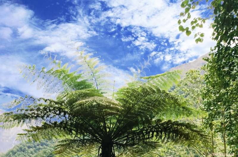 Tree Fern Genome Reveals Key Evolutionary Milestones