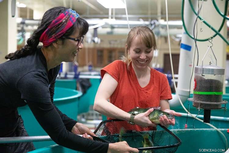 Microplastics Pass Through Fish, Disrupting Nutrient Metabolism