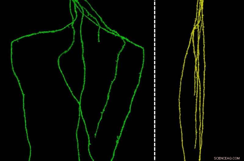 New Gene Enables Deeper, Stronger Roots in Barley, Enhancing Carbon Sequestration and Drought Resilience