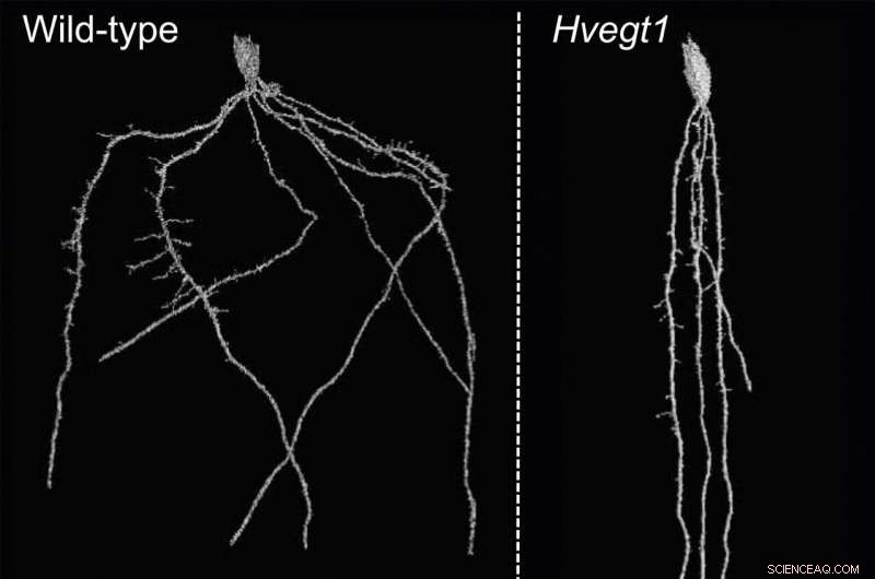 New Gene Enables Deeper, Stronger Roots in Barley, Enhancing Carbon Sequestration and Drought Resilience