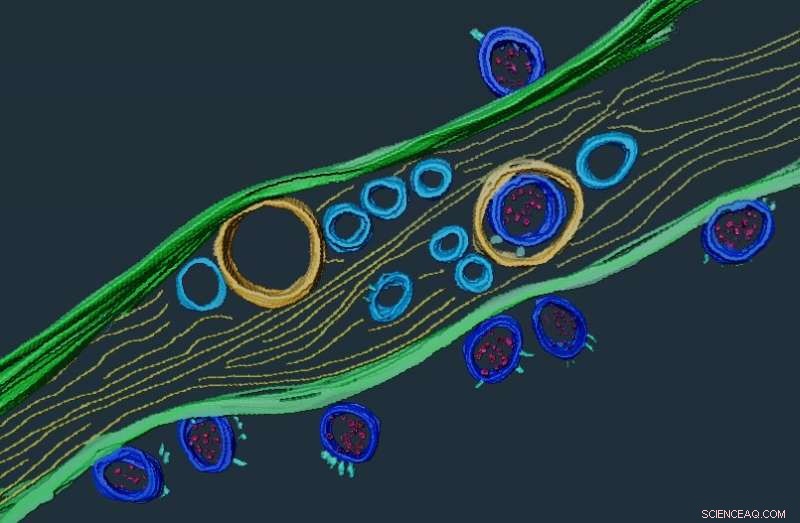 SARS-CoV-2 Uses Neuronal Nanotubes to Infect Brain Cells