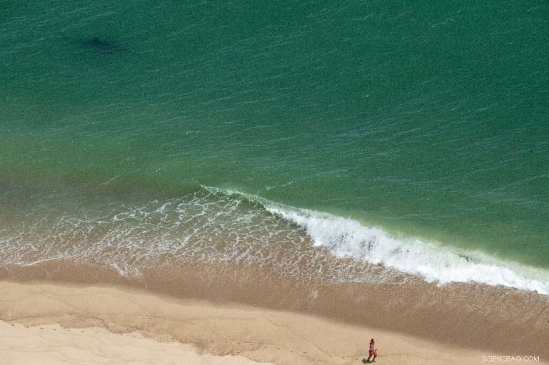 Why Shark Encounters Are Rising Along the U.S. East Coast – What You Need to Know
