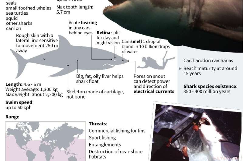 Why Shark Encounters Are Rising Along the U.S. East Coast – What You Need to Know
