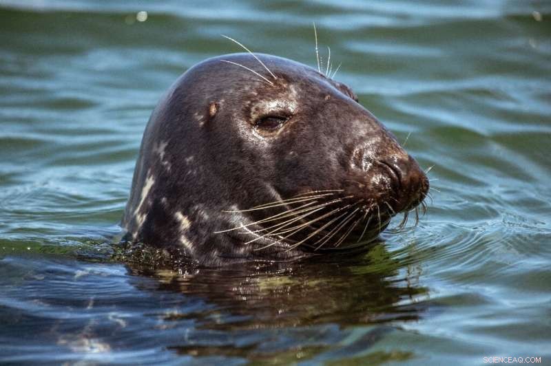 Why Shark Encounters Are Rising Along the U.S. East Coast – What You Need to Know
