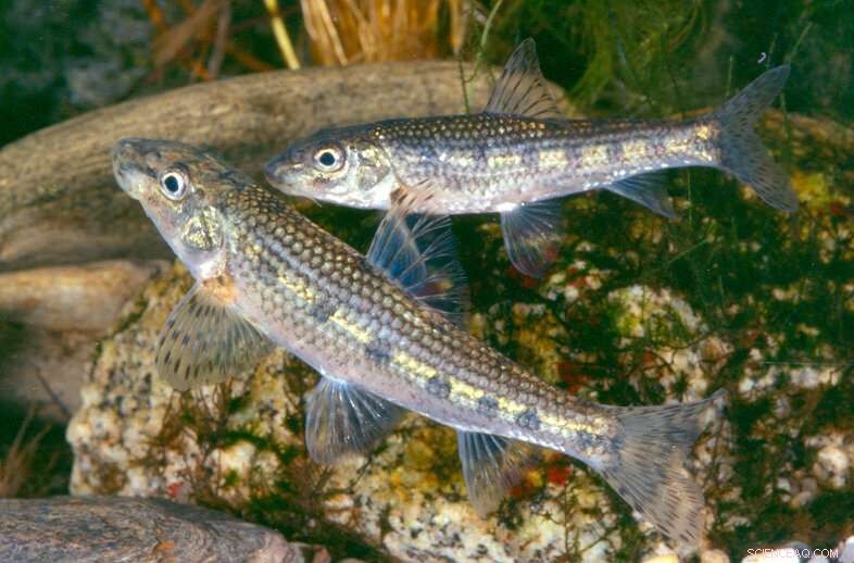 Study Reveals Ecological Risks of Introducing Native Fish into Non-native River Basins
