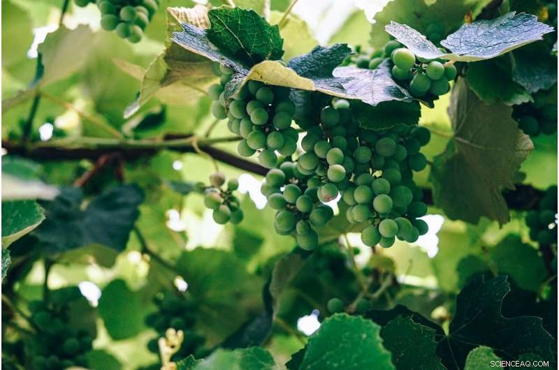 Scientists Discover Key to Combatting Grapevine Trunk Diseases