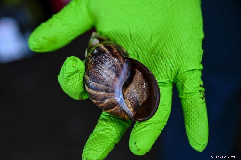 Florida Urges Swift Action to Contain Rapidly Spreading Giant African Snail Invasion