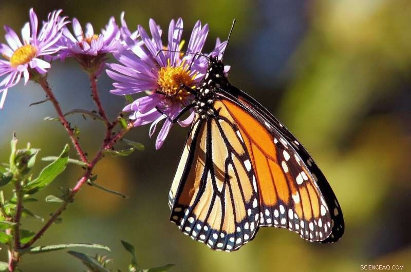 Chicago Family Builds Monarch Butterfly Sanctuaries, Protecting Endangered Species