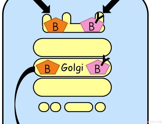 Mapping Glycoprotein Trafficking: A Cholera Toxin Approach to Cell Surface and Subcellular Transport