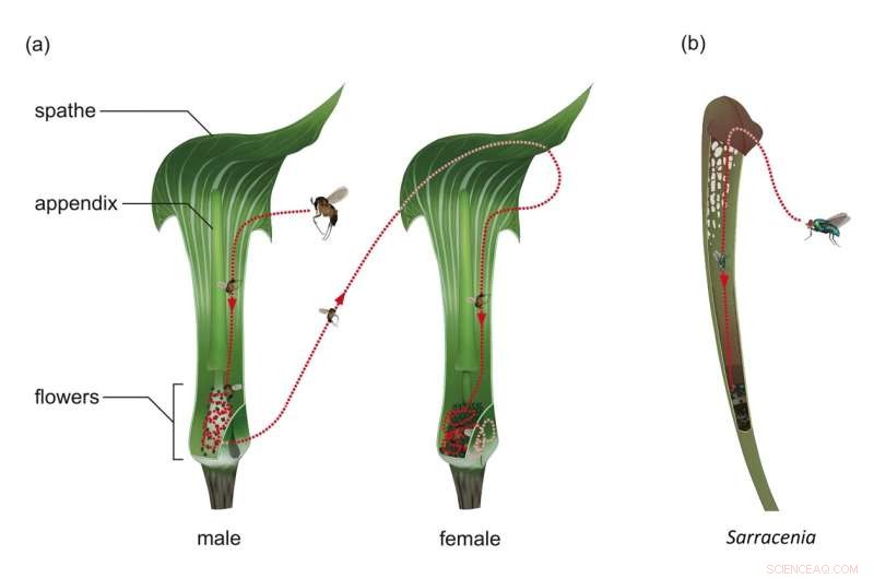 Arisaema’s Rod-Like Reels: Woodland Plant’s Clever Tactic to Attract Primary Pollinators