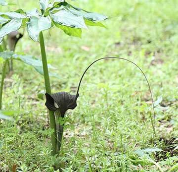 Arisaema’s Rod-Like Reels: Woodland Plant’s Clever Tactic to Attract Primary Pollinators