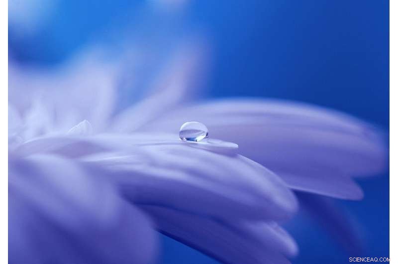 Plants Rapidly Wither Flowers to Protect Yields: New Study Reveals Microbial Influence