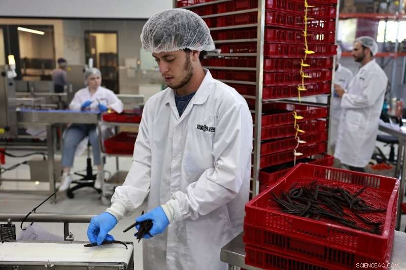 Israel’s First Commercial Vanilla: Unveiling the World’s Most Powerful Natural Flavor