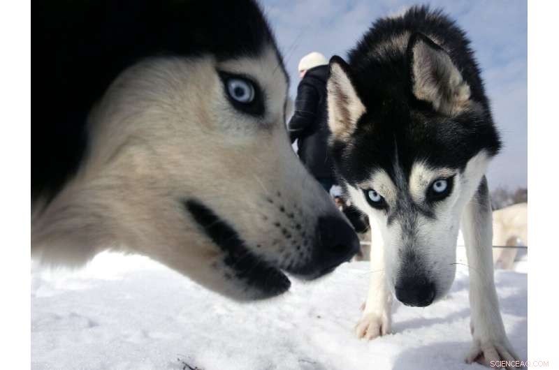 New Study Reveals 7,400-Year-Old Siberian Dogs Depended on Humans for Seafood