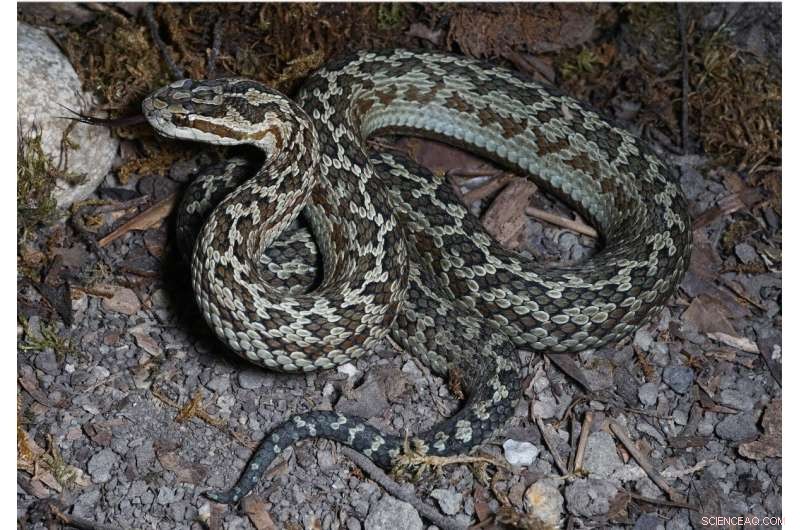 New Pit Viper Species Discovered in Jiuzhaigou National Nature Reserve, China