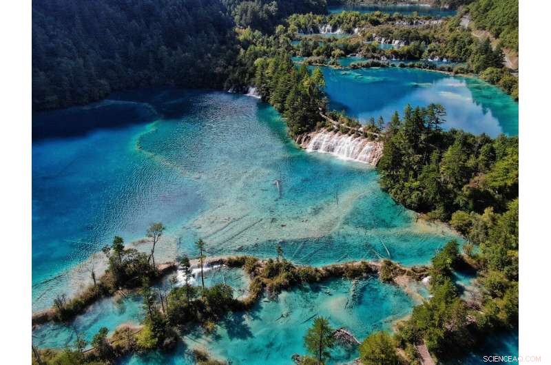 New Pit Viper Species Discovered in Jiuzhaigou National Nature Reserve, China