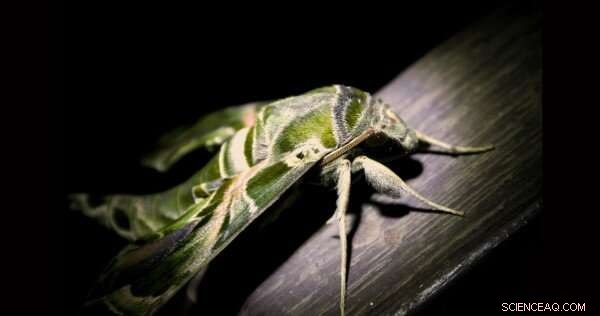 Moths Use Ultrasound to Outsmart Bats: A New Evolutionary Defense