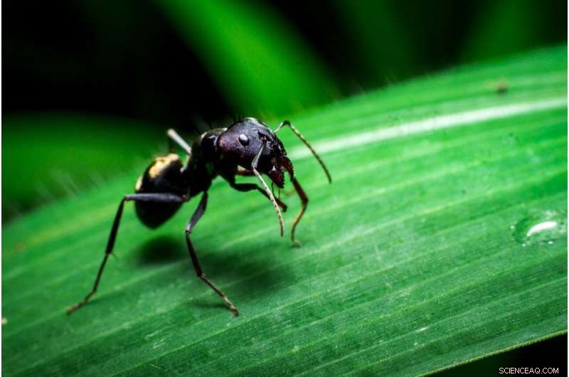 How Ballistic Trap‑Jaw Ants Safely Harness Elastic Energy with a Precise Mandible Arc