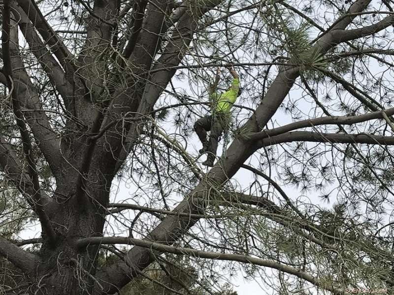 Genetic Insights from Torrey Pine Could Aid Conservation of Chestnut and Ash Trees