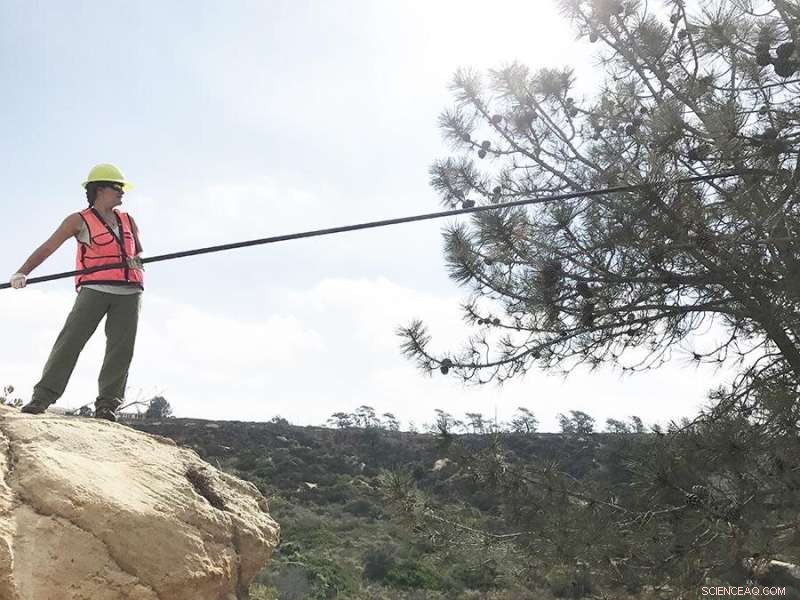 Genetic Insights from Torrey Pine Could Aid Conservation of Chestnut and Ash Trees