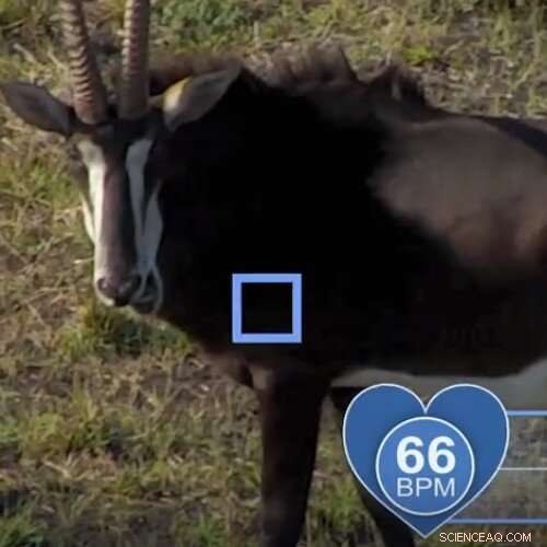 Revolutionary Drone‑Based Health Monitoring: First Global Study Measures Heart & Breath Rates of African Wildlife