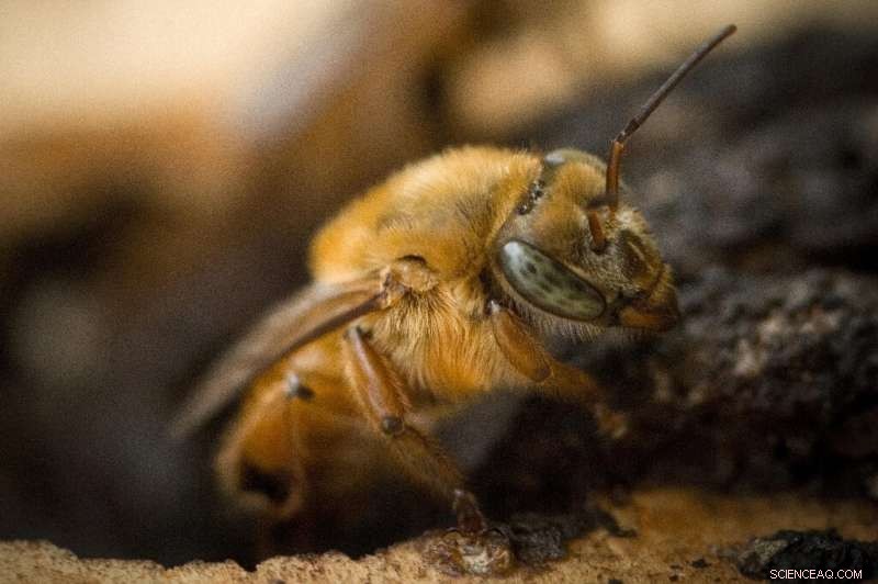 Brazil Investigates the Potential of Indigenous Stingless Bees