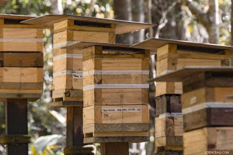 Brazil Investigates the Potential of Indigenous Stingless Bees