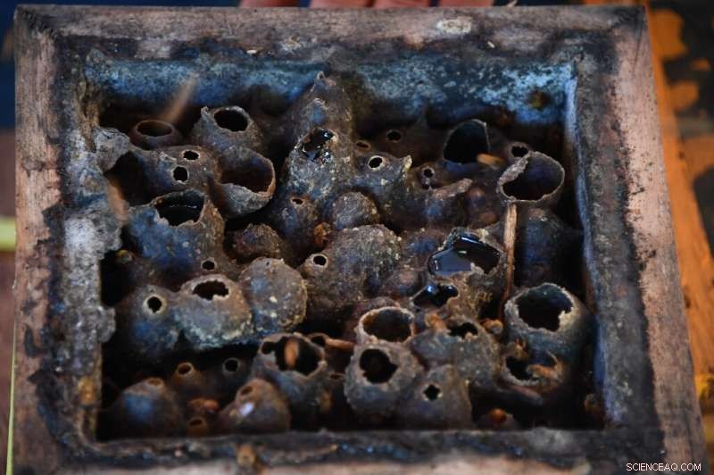 Brazil Investigates the Potential of Indigenous Stingless Bees