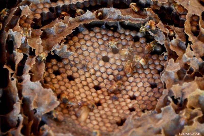 Brazil Investigates the Potential of Indigenous Stingless Bees
