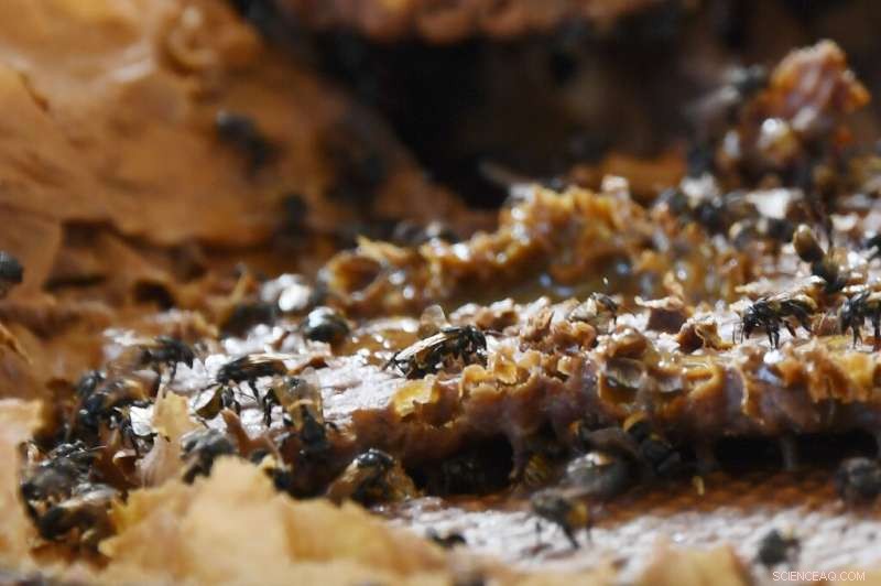 Brazil Investigates the Potential of Indigenous Stingless Bees