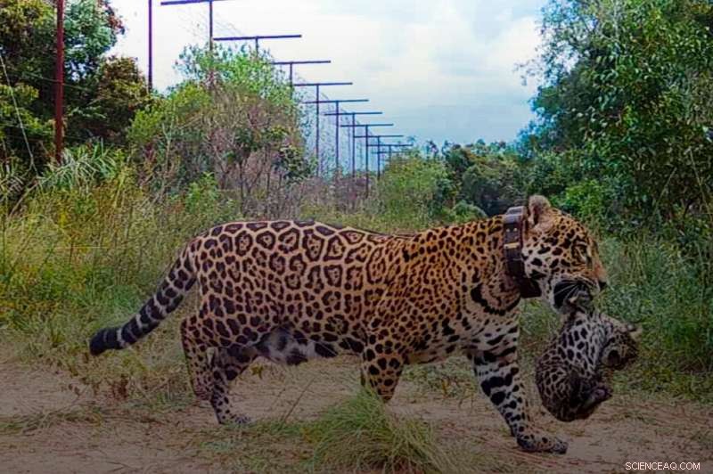 Argentina s Ibera National Park Welcomes First Wild-Born Jaguars in 70 Years