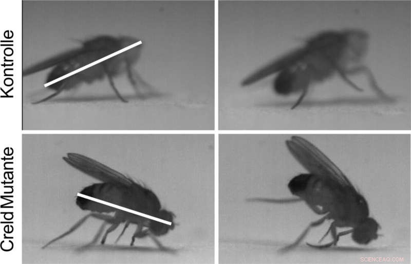 Creld Protein Deficiency Causes Severe Motor Disorders in Fruit Flies