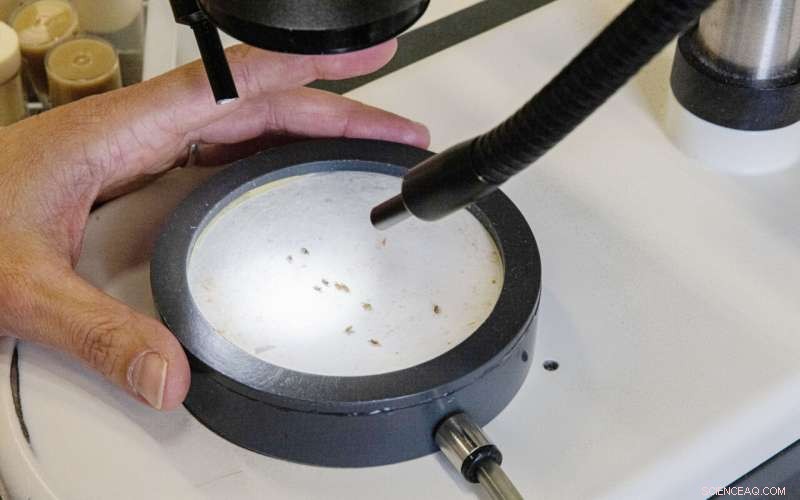 Creld Protein Deficiency Causes Severe Motor Disorders in Fruit Flies