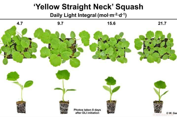 New Research Enhances Vegetable Transplant Quality for Kentucky Growers