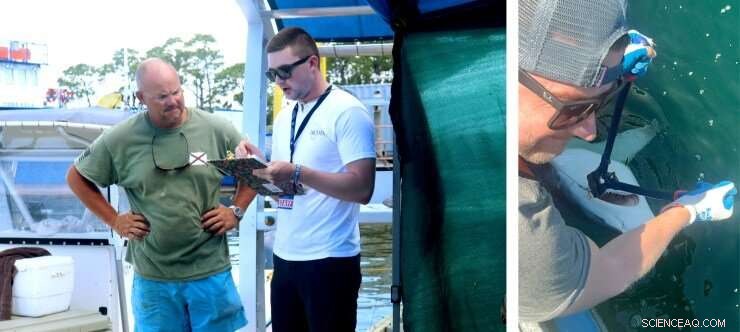 Shark Week, the  Jaws  Effect, and How Great White Sharks Are Shaping Human Behavior